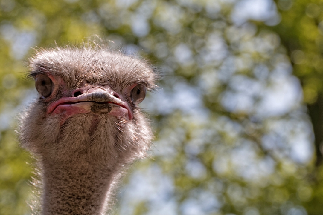 Zoologische Gärten