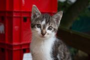 IMG_4265_bearb