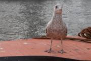 IMG_6189_DxO_bearb